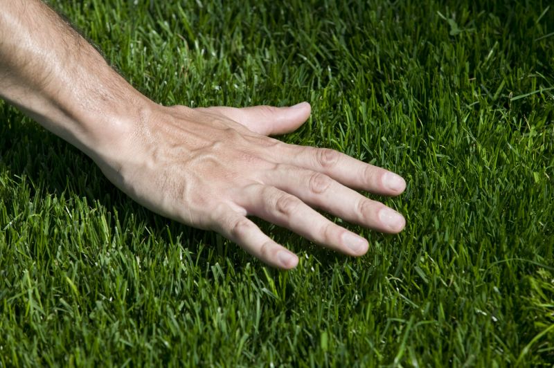 Close-up of Zoysia Grass