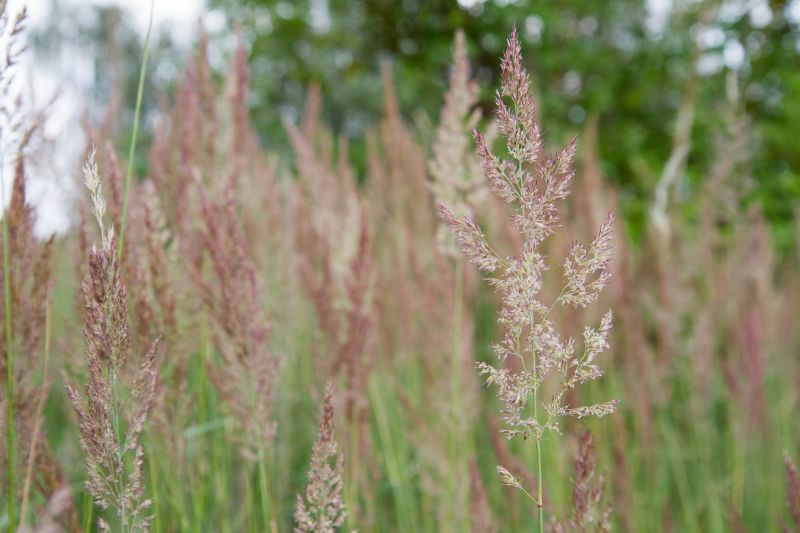 Close-up of Zoysia Grass